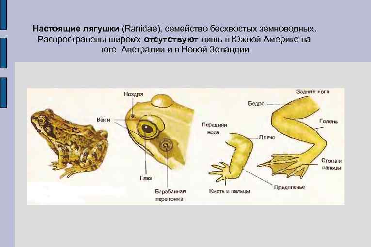 Настоящие лягушки (Ranidae), семейство бесхвостых земноводных. Распространены широко; отсутствуют лишь в Южной Америке на