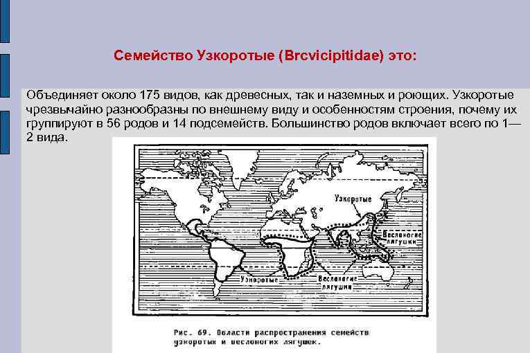 Семейство Узкоротые (Brcvicipitidae) это: Объединяет около 175 видов, как древесных, так и наземных и