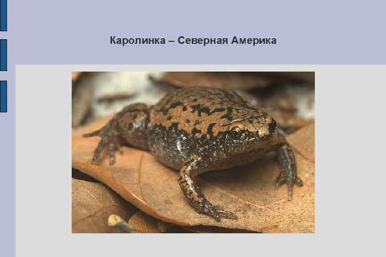 Каролинка – Северная Америка 