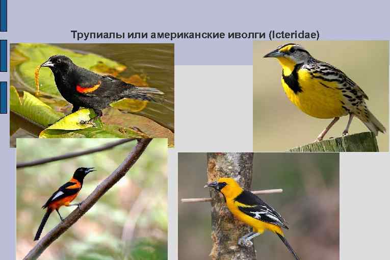 Трупиалы или американские иволги (Icteridae) 