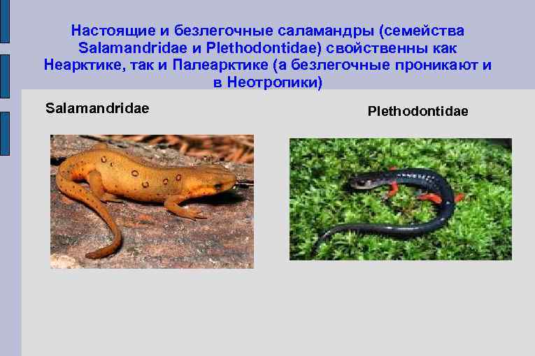 Настоящие и безлегочные саламандры (семейства Salamandridae и Plethodontidae) свойственны как Неарктике, так и Палеарктике