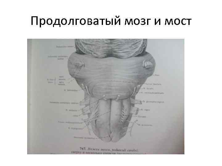 Продолговатый мозг и мост 