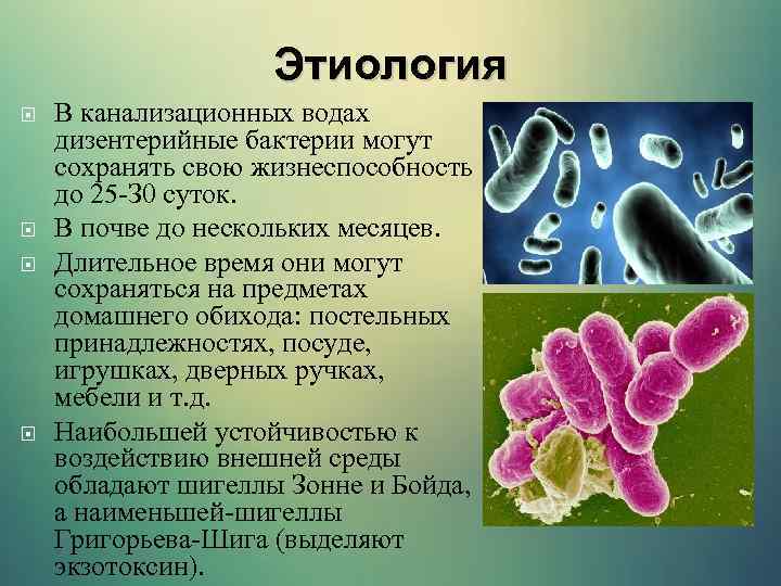 Этиология В канализационных водах дизентерийные бактерии могут сохранять свою жизнеспособность до 25 -З 0