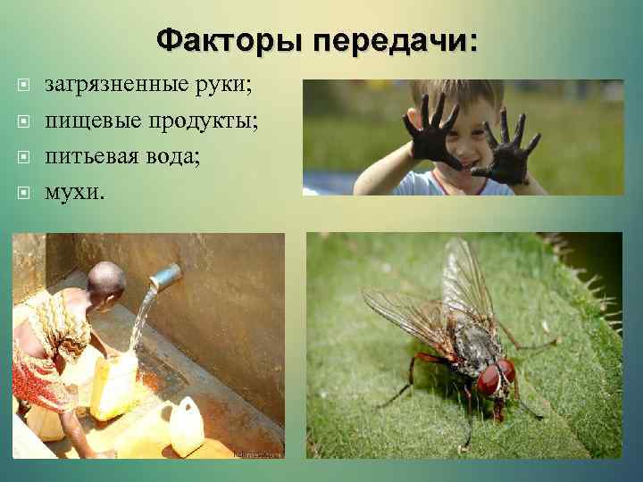 Факторы передачи: загрязненные руки; пищевые продукты; питьевая вода; мухи. 