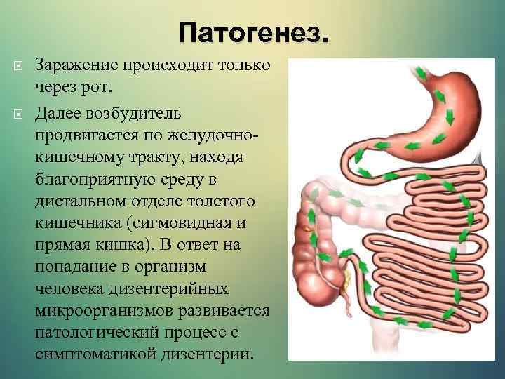 Патогенез. Заражение происходит только через рот. Далее возбудитель продвигается по желудочнокишечному тракту, находя благоприятную