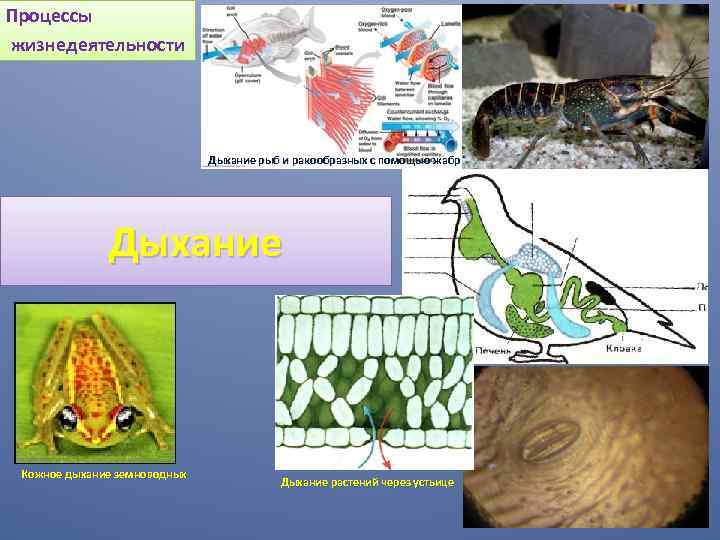 Процессы жизнедеятельности Дыхание рыб и ракообразных с помощью жабр Дыхание Кожное дыхание земноводных Дыхание
