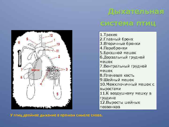 Дыхательная система птиц 1. Трахея 2. Главный бронх 3. Вторичные бронхи 4. Парабронхи 5.