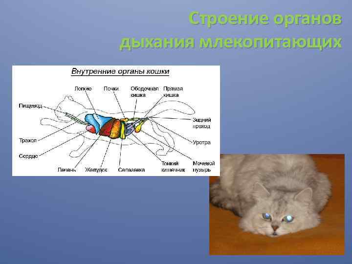 Строение органов дыхания млекопитающих 