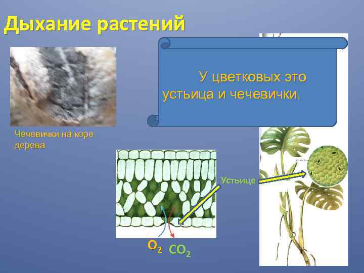 Дыхание растений У цветковых это устьица и чечевички. Чечевички на коре дерева Устьице О