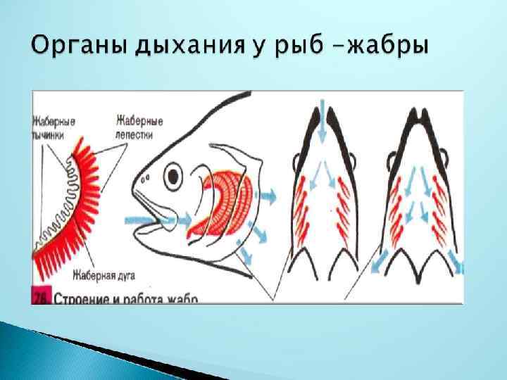 Строение внутренних жабр у рыб 