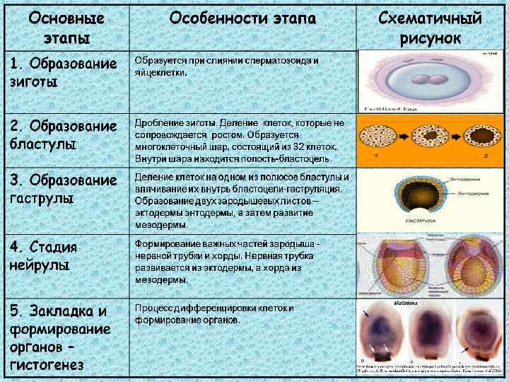 В эмбриональном этапе выделяют. Эмбриогенез бластула. Эмбриональный этап онтогенеза таблица. 2 Период эмбрионального развития. Основные этапы развития эмбрионального развития.