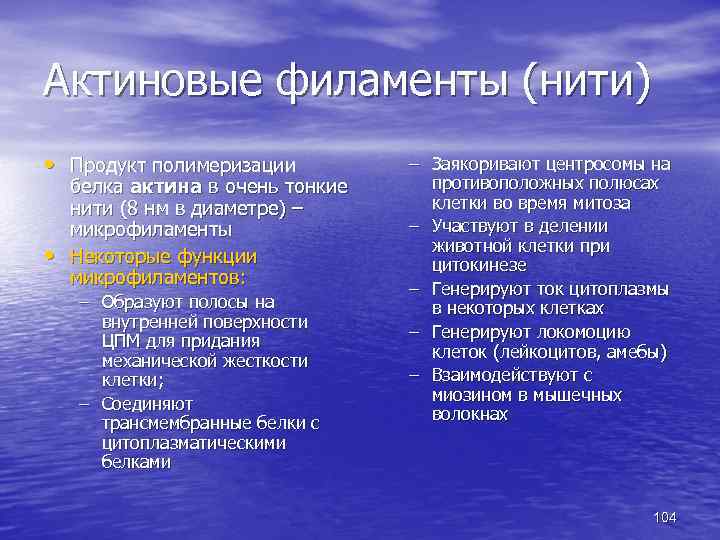 Актиновые филаменты (нити) • Продукт полимеризации • белка актина в очень тонкие нити (8