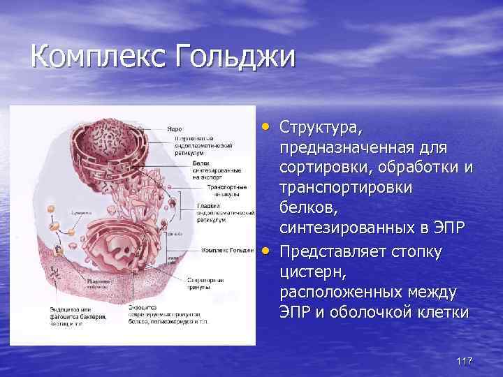 Комплекс Гольджи • Структура, • предназначенная для сортировки, обработки и транспортировки белков, синтезированных в