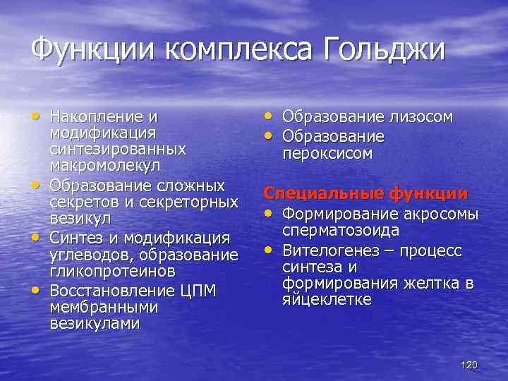 Функции комплекса Гольджи • Накопление и • • • модификация синтезированных макромолекул Образование сложных