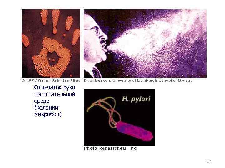 Отпечаток руки на питательной среде (колонии микробов) 54 