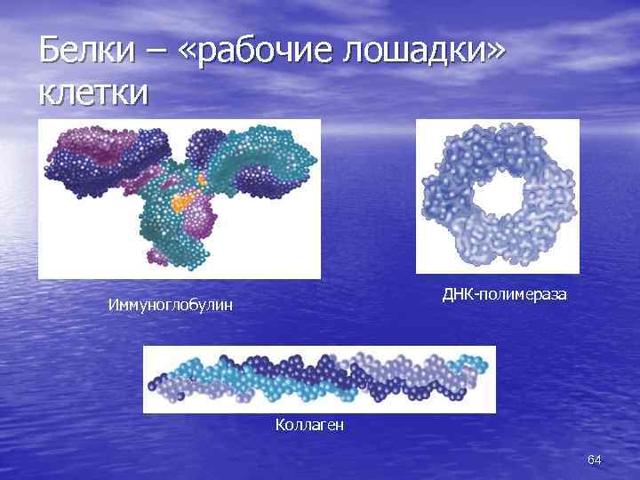 Белки – «рабочие лошадки» клетки ДНК-полимераза Иммуноглобулин Коллаген 64 