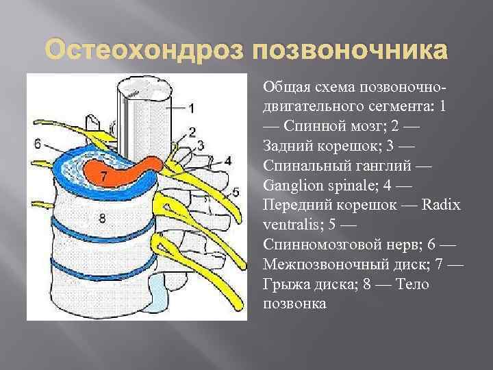 Остеохондроз позвоночника Общая схема позвоночнодвигательного сегмента: 1 — Спинной мозг; 2 — Задний корешок;