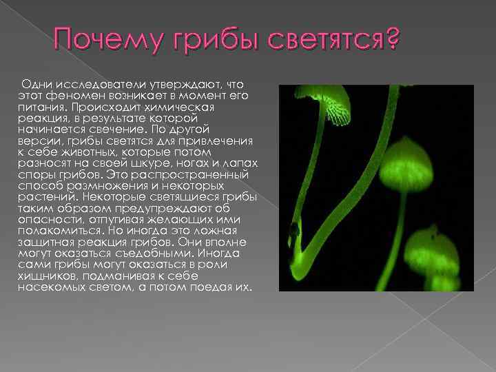 Почему грибы светятся? Одни исследователи утверждают, что этот феномен возникает в момент его питания.