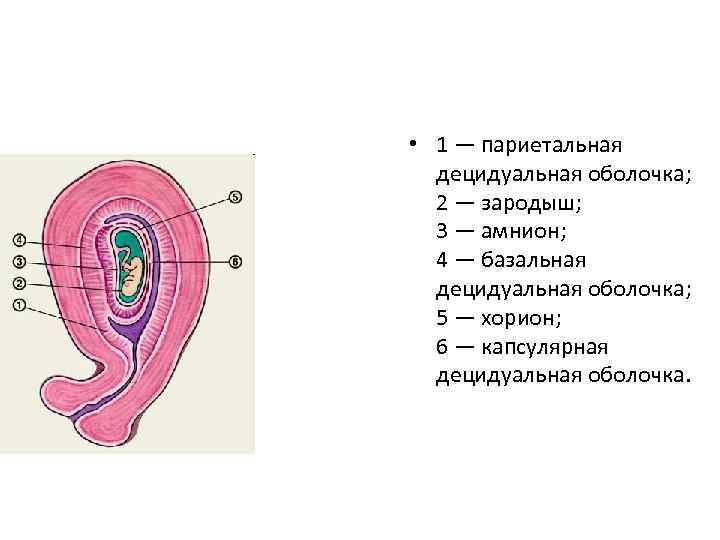  • 1 — париетальная децидуальная оболочка; 2 — зародыш; 3 — амнион; 4