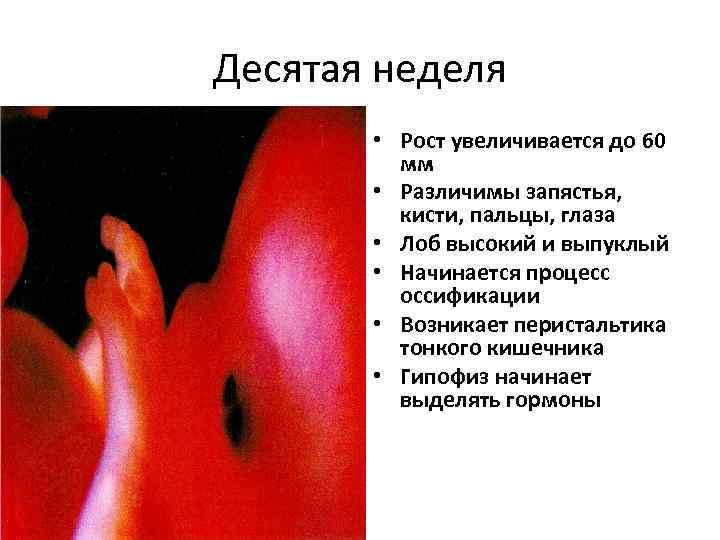 Десятая неделя • Рост увеличивается до 60 мм • Различимы запястья, кисти, пальцы, глаза