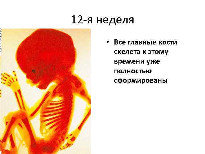 12 -я неделя • Все главные кости скелета к этому времени уже полностью сформированы