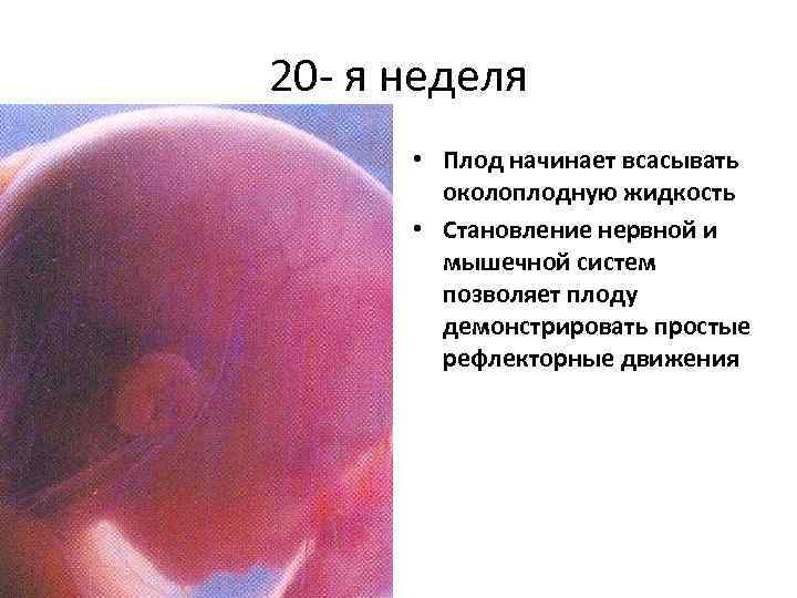 20 - я неделя • Плод начинает всасывать околоплодную жидкость • Становление нервной и