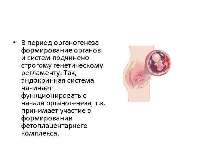  • В период органогенеза формирование органов и систем подчинено строгому генетическому регламенту. Так,