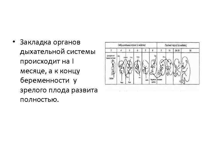  • Закладка органов дыхательной системы происходит на I месяце, а к концу беременности