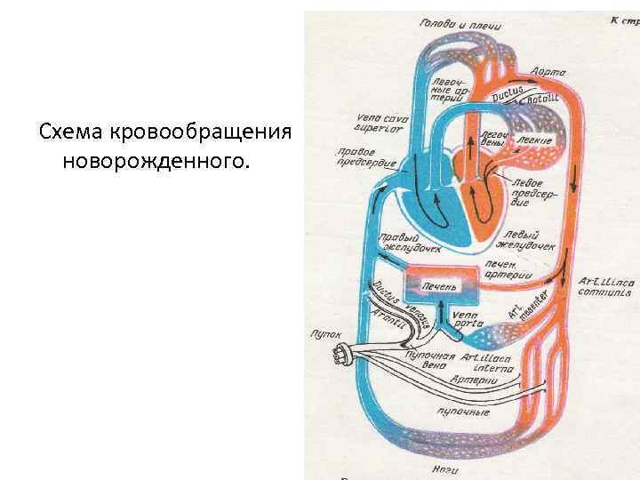 Кровообращение у плода схема