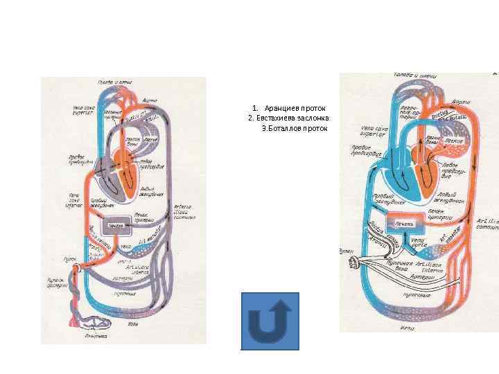 1. Аранциев проток 2. Евстахиева заслонка 3. Боталлов проток 