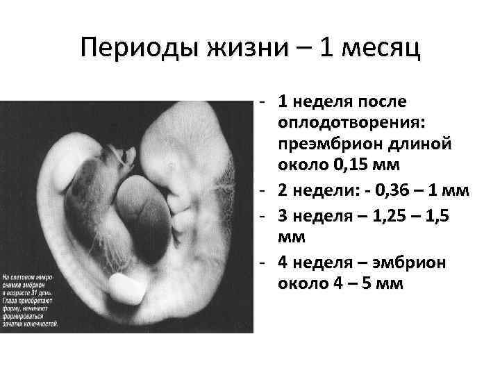 Недельный период. Беременности 4 недели эмбрион 4мм. Зародыш на 4 неделе беременности. 4 Недели беременности размер.