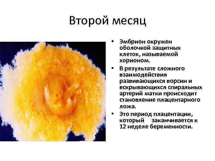 Второй месяц • Эмбрион окружен оболочкой защитных клеток, называемой хорионом. • В результате сложного