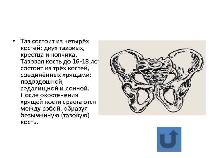 Образована тремя сросшимися костями. УЗИ контроль лонного сочленения. Подвздошная кость женский таз кости. Кости из которых состоит таз. Тазовая кость состоит из.
