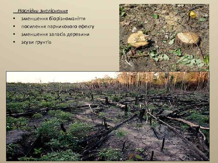  • • Наслідки знеліснення зменшення біорізноманіття посилення парникового ефекту зменшення запасів деревини зсуви
