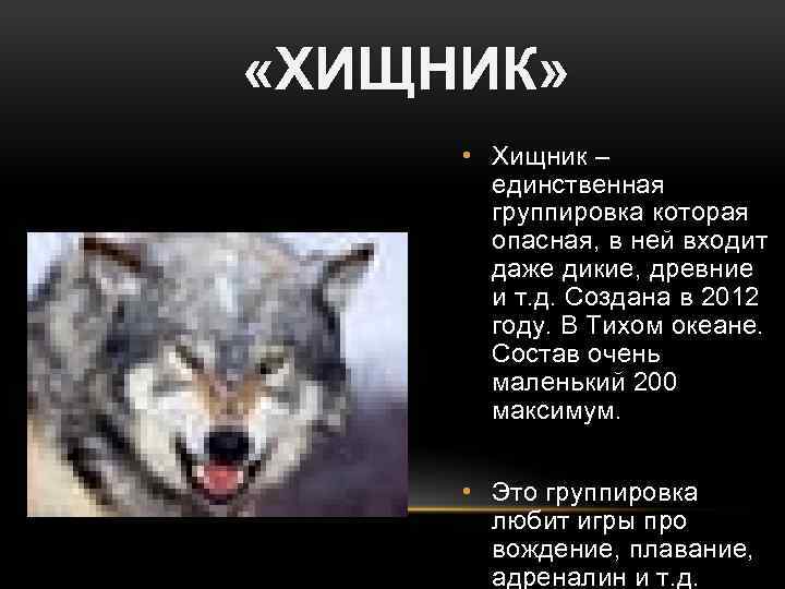  «ХИЩНИК» • Хищник – единственная группировка которая опасная, в ней входит даже дикие,