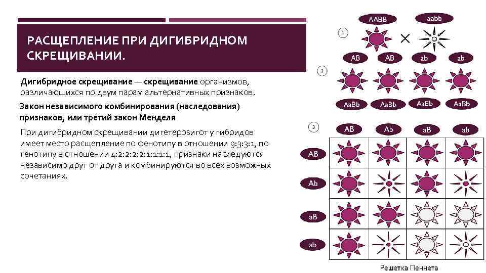 РАСЩЕПЛЕНИЕ ПРИ ДИГИБРИДНОМ СКРЕЩИВАНИИ. Дигибридное скрещивание — скрещивание организмов, различающихся по двум парам альтернативных