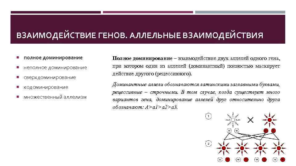 ВЗАИМОДЕЙСТВИЕ ГЕНОВ. АЛЛЕЛЬНЫЕ ВЗАИМОДЕЙСТВИЯ полное доминирование неполное доминирование сверхдоминирование кодоминирование множественный аллелизм Полное доминирование