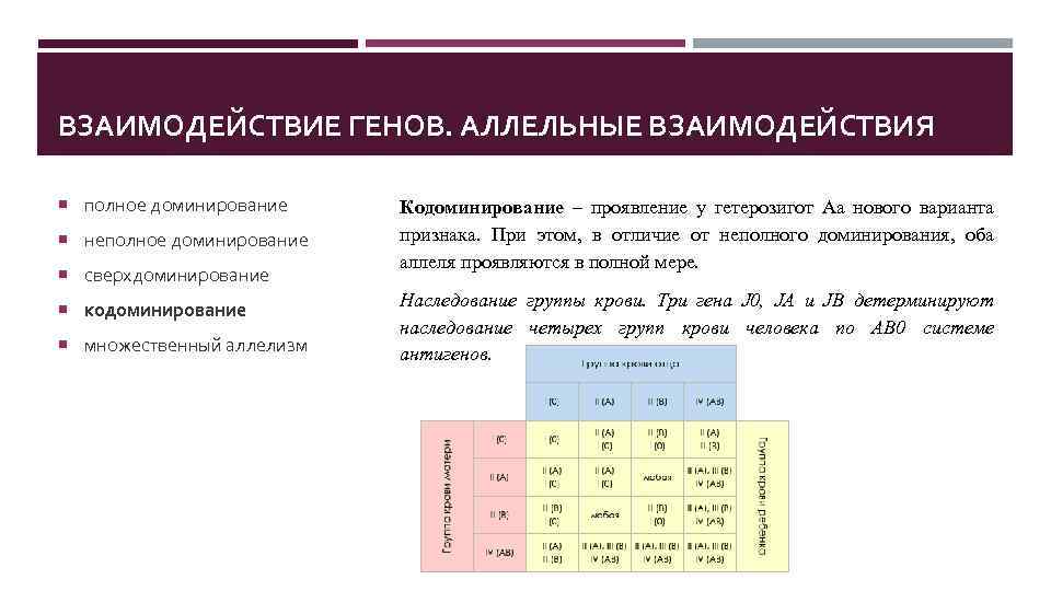 ВЗАИМОДЕЙСТВИЕ ГЕНОВ. АЛЛЕЛЬНЫЕ ВЗАИМОДЕЙСТВИЯ полное доминирование неполное доминирование сверхдоминирование кодоминирование множественный аллелизм Кодоминирование –