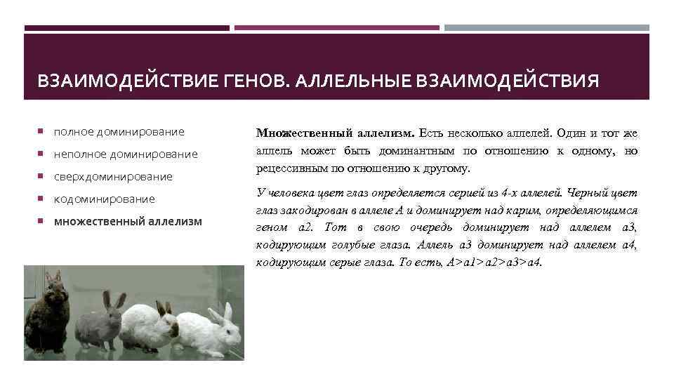 ВЗАИМОДЕЙСТВИЕ ГЕНОВ. АЛЛЕЛЬНЫЕ ВЗАИМОДЕЙСТВИЯ полное доминирование неполное доминирование сверхдоминирование кодоминирование множественный аллелизм Множественный аллелизм.