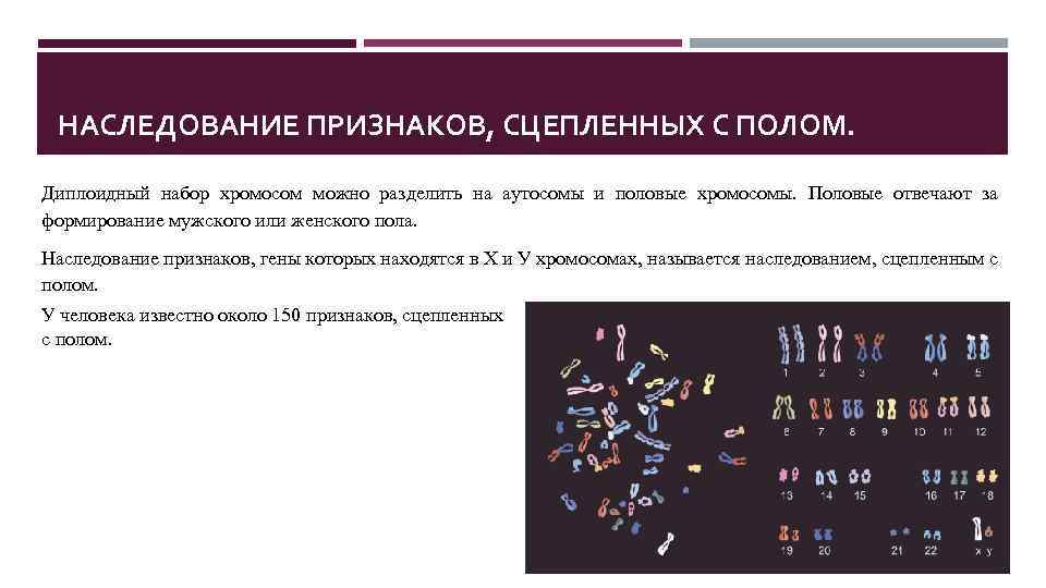 НАСЛЕДОВАНИЕ ПРИЗНАКОВ, СЦЕПЛЕННЫХ С ПОЛОМ. Диплоидный набор хромосом можно разделить на аутосомы и половые