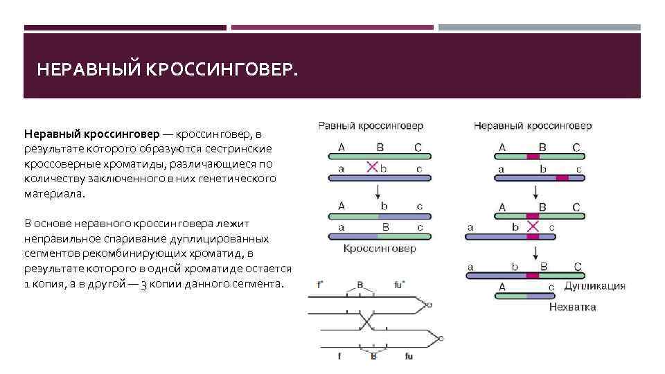 Биологический смысл кроссинговера