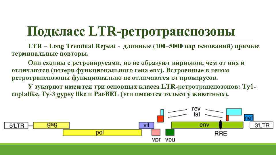 Подкласс LTR-ретротранспозоны LTR – Long Treminal Repeat - длинные (100– 5000 пар оснований) прямые