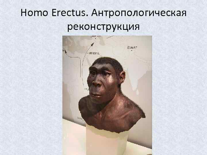 Homo Erectus. Антропологическая реконструкция 