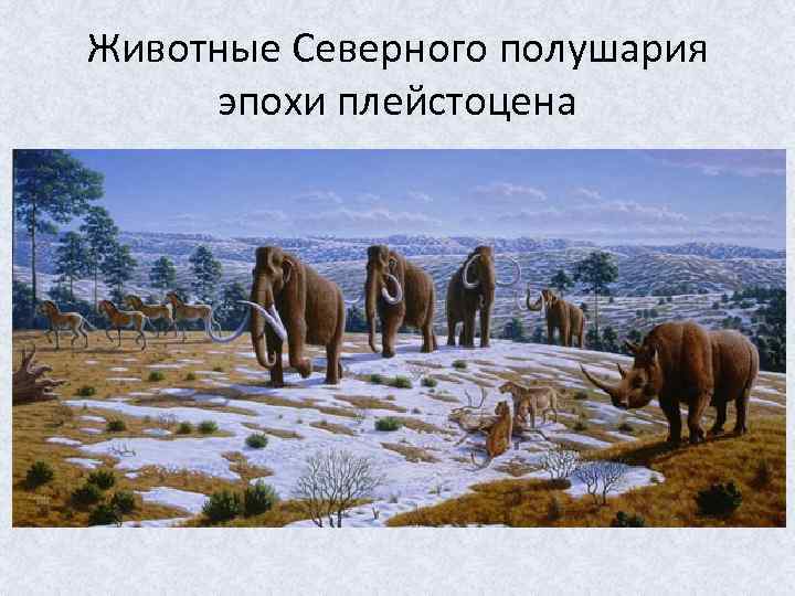 Животные Северного полушария эпохи плейстоцена 