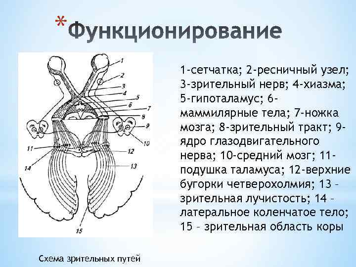 * 1 -сетчатка; 2 -ресничный узел; 3 -зрительный нерв; 4 -хиазма; 5 -гипоталамус; 6