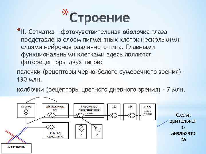 * *II. Сетчатка – фоточувствительная оболочка глаза представлена слоем пигментных клеток несколькими слоями нейронов