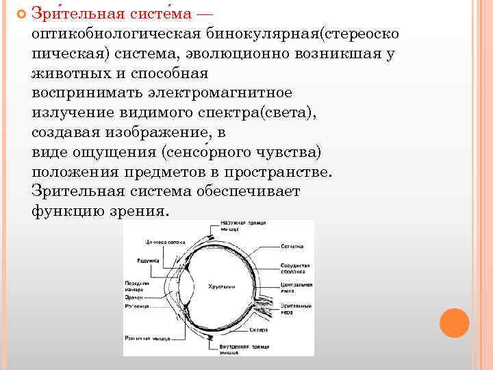 Презентация на тему зрительная сенсорная система