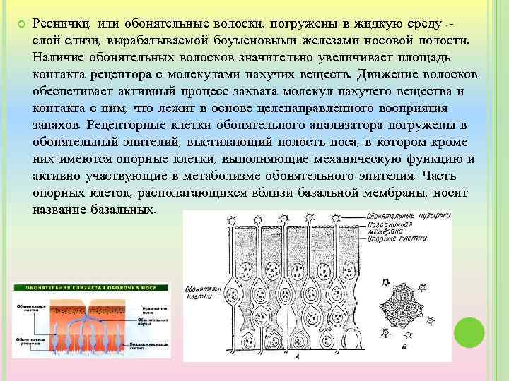  Реснички, или обонятельные волоски, погружены в жидкую среду – слой слизи, вырабатываемой боуменовыми