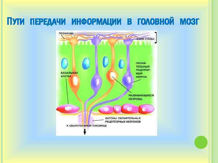 ПУТИ ПЕРЕДАЧИ ИНФОРМАЦИИ В ГОЛОВНОЙ МОЗГ 