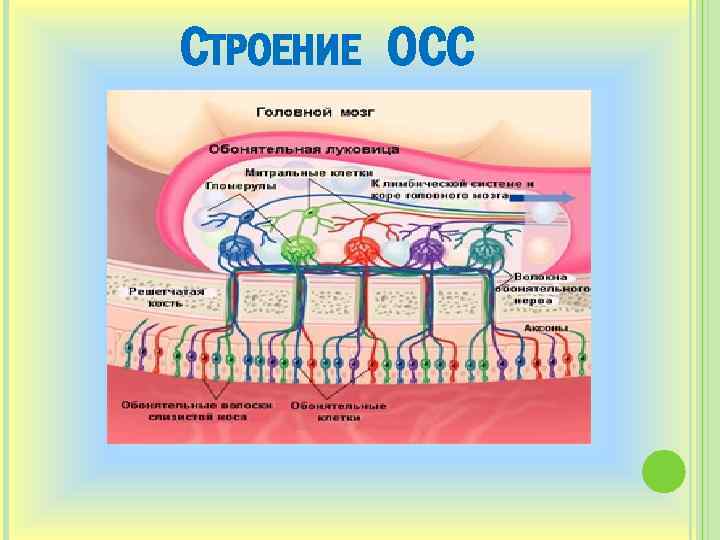 СТРОЕНИЕ ОСС 